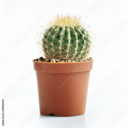 cactus in the pot isolated