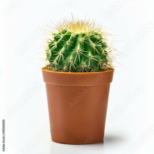 cactus in the pot isolated