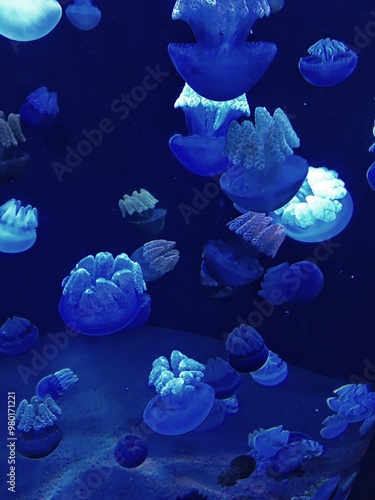 jellyfish in aquarium