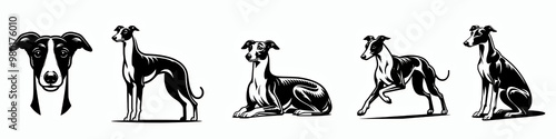 Set of whippet vector silhouette illustration collection set, dog breed clip art design element bundle 