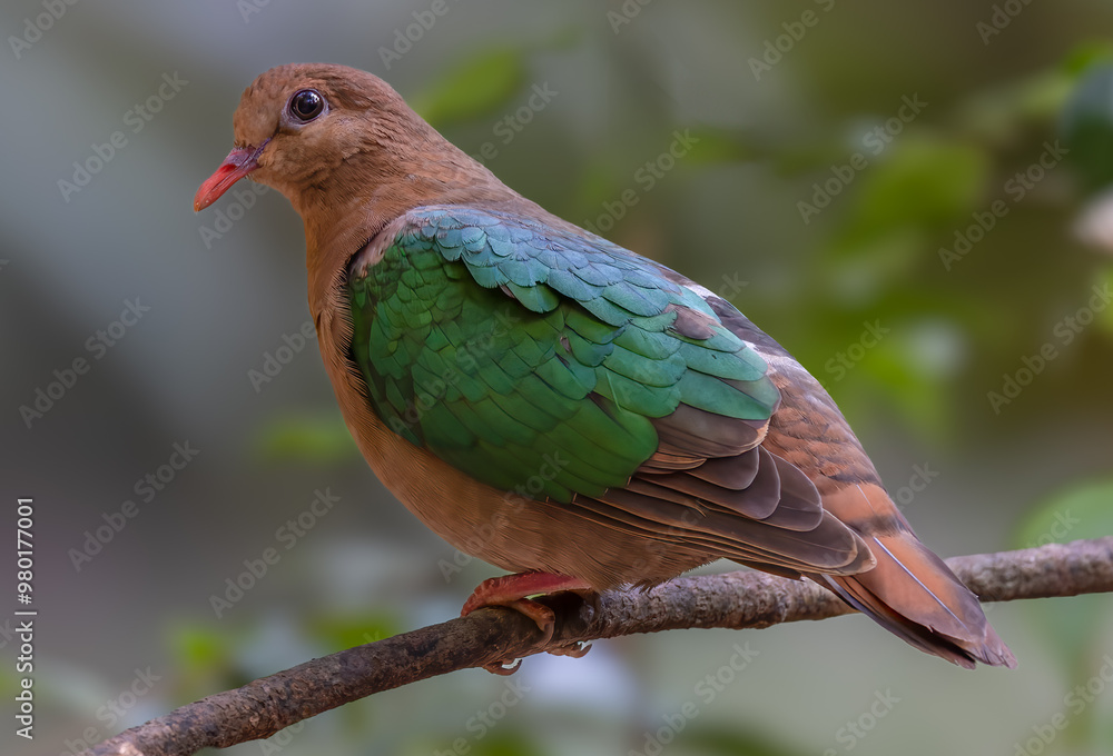 side view of a common emerald dove perching on a branch in the rainforest at lake eacham in nth qld, australia side view of a common emerald dove perching on a branch in the rainforest at lake eacham in nth qld, australia