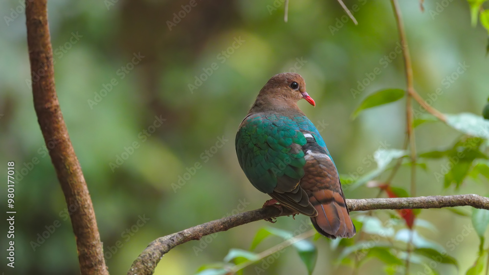 rear view of a common emerald dove perching on a branch in the rainforest at lake eacham in nth qld, australia rear view of a common emerald dove perching on a branch in the rainforest at lake eacham in nth qld, australia