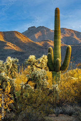 The beautiful Sonoran Desert of Arizona during sunrise with a saguaro cactus and mountains. photo