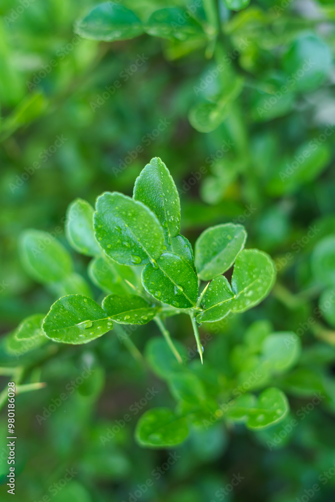 Fresh Kaffir Lime Leaves on the Tree Fresh Kaffir Lime Leaves on the Tree