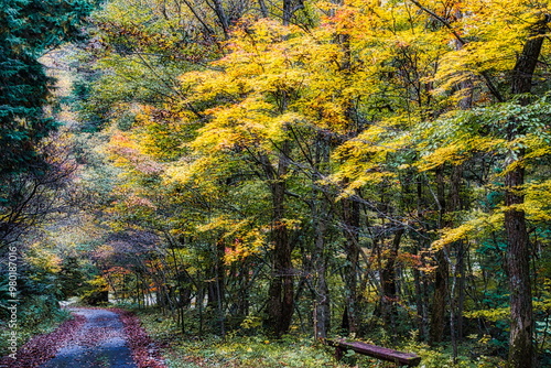 飛騨の山地では秋になると紅葉で渓谷が最も美しくなります