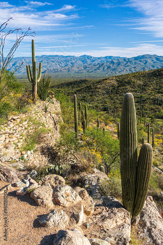 Valokuva A beautiful desert landscape of saguaro cactus on a rocky hillside in the spring