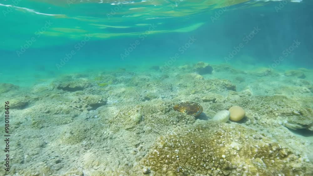 Underwater seascape with coral reef Underwater seascape with coral reef