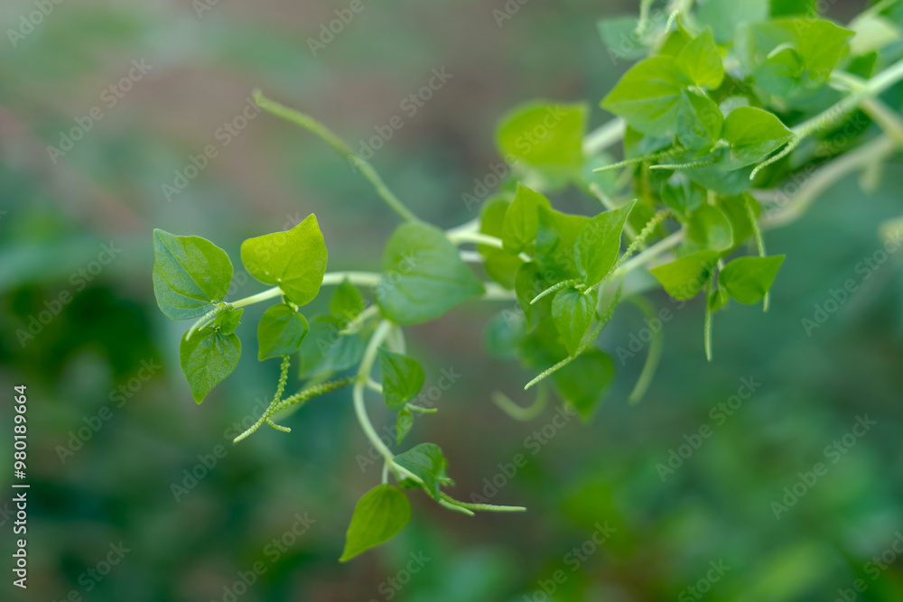 Leaves and Stems of Peperomia pellucida Plant Leaves and Stems of Peperomia pellucida Plant