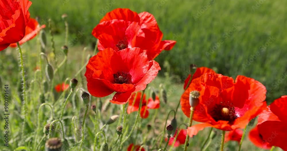 red blooming poppies in the field in spring, a large number of red poppies in the green grass red blooming poppies in the field in spring, a large number of red poppies in the green grass
