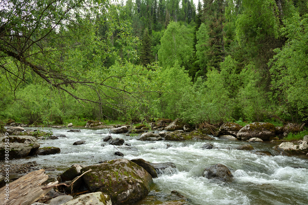 A beautiful turbulent river with rocky banks flows down from the mountains through a dense summer forest after rain. A beautiful turbulent river with rocky banks flows down from the mountains through a dense summer forest after rain.