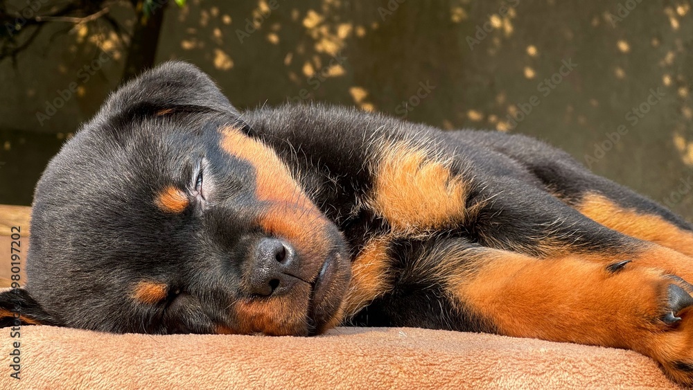 Cute rottweiler puppy lying down resting outdoors. Cute rottweiler puppy lying down resting outdoors.