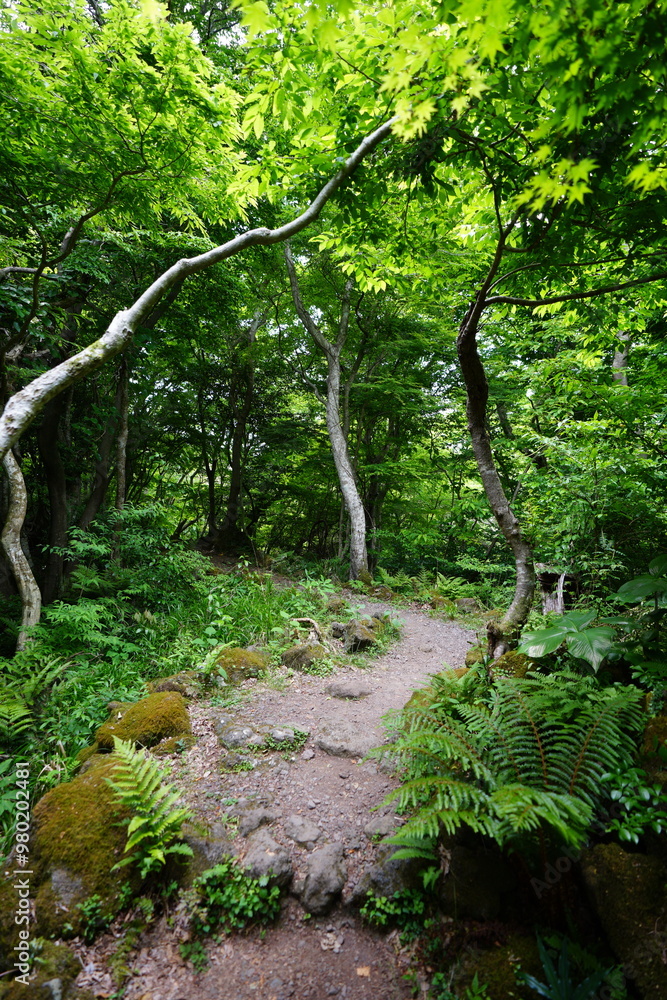 Obraz premium fine spring path in the gleaming sunlight