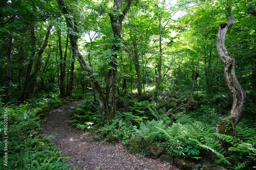 refreshing spring forest with path refreshing spring forest with path
