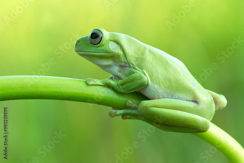 Dumpy tree frog sitting on green branch, Javan tree frog close up image, side pose on green natural background photo