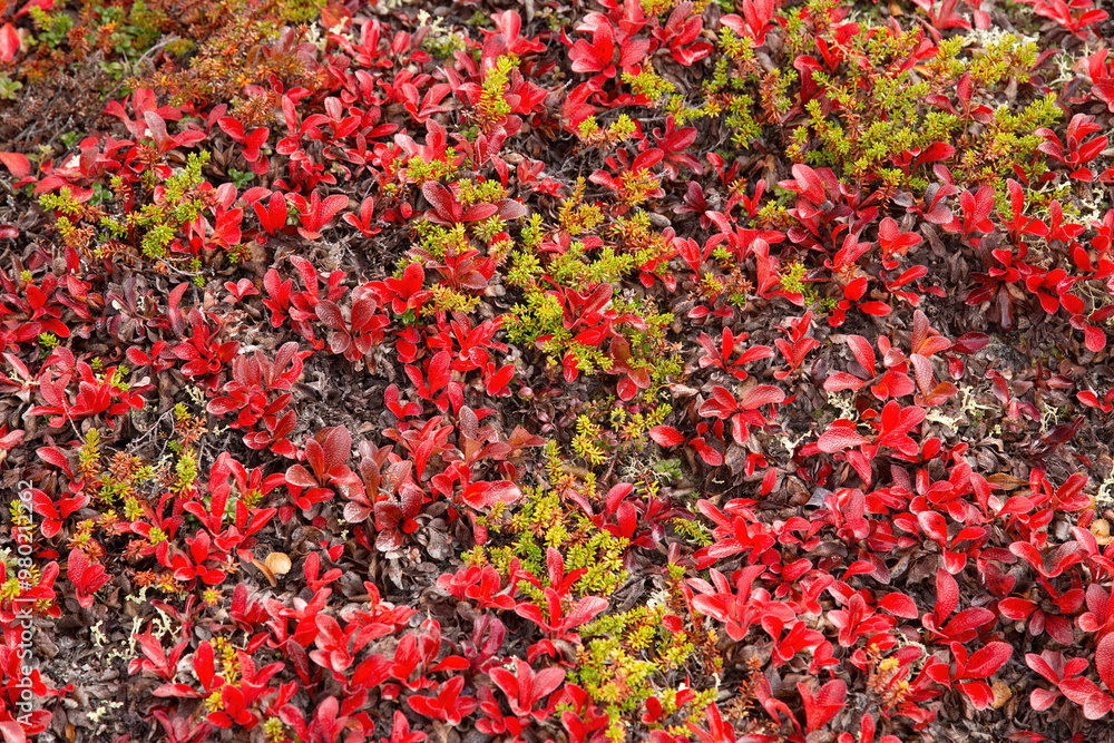 Leaves in beautiful fall colours in the arctic Canada Leaves in beautiful fall colours in the arctic Canada