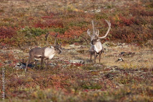 Caribou near the Coppermine River Northern Territories