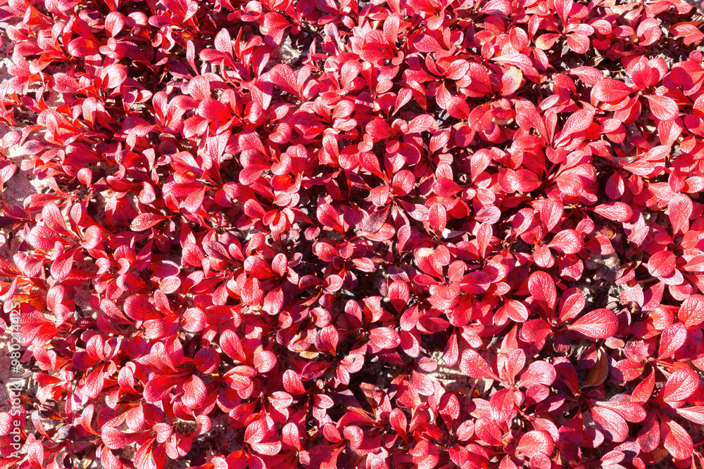 Leaves in beautiful fall colours in the arctic Canada Leaves in beautiful fall colours in the arctic Canada