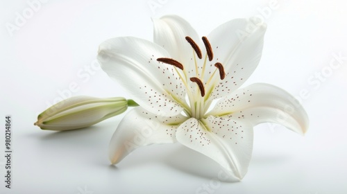 White Lily Flower with Bud - Close Up Photography