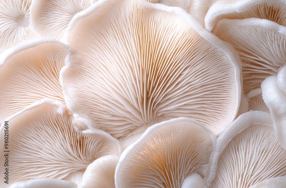 A close up of fresh oyster mushrooms with visible gills and white color arranged in an elegant pattern A close up of fresh oyster mushrooms with visible gills and white color arranged in an elegant pattern