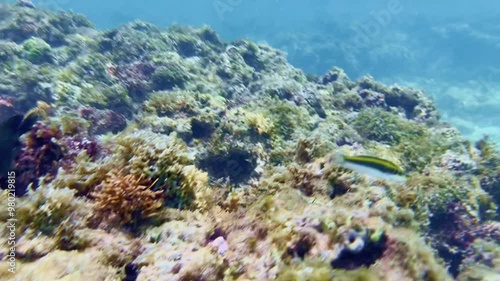 Poisson évoluant dans la mer, filmé sous l'eau