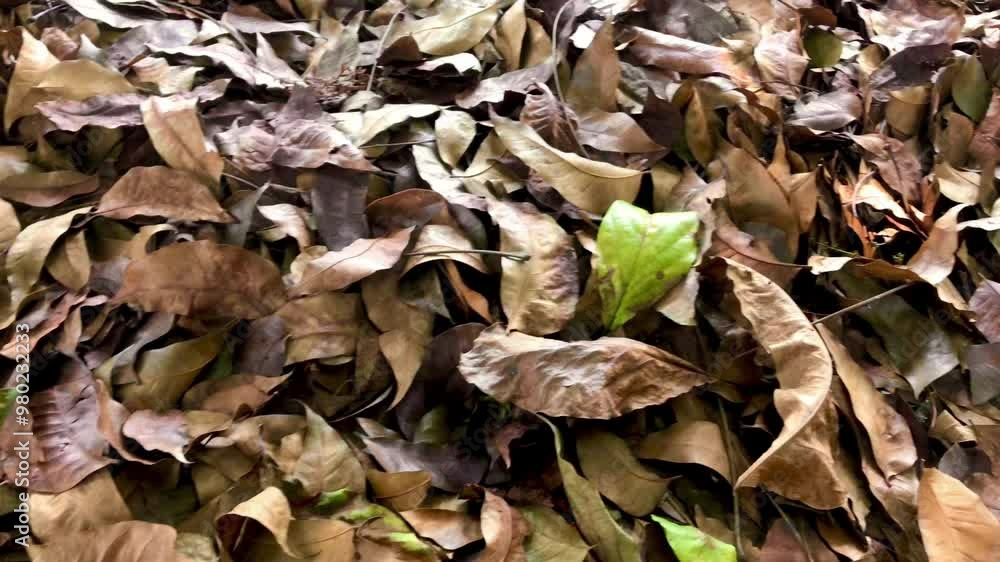 Brown dry leaves covered ground. Bunch of dry foliage close-up in garden. 4k footage background of leaves in park. Leaves are brown and dry by sunlight. Dry leaves used as organic fertilizer. Brown dry leaves covered ground. Bunch of dry foliage close-up in garden. 4k footage background of leaves in park. Leaves are brown and dry by sunlight. Dry leaves used as organic fertilizer.