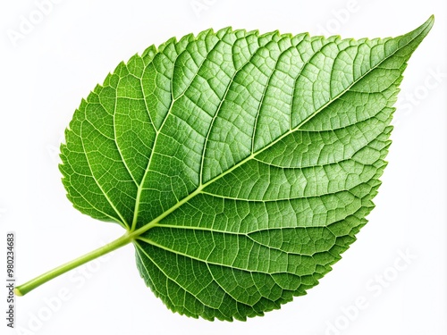 A single, lush, green leaf with delicate veins and a stem, isolated on a white background, perfect for nature-inspired designs and earthy themed projects. photo