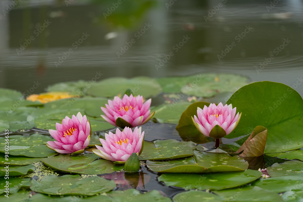 スイレンの花 スイレンの花