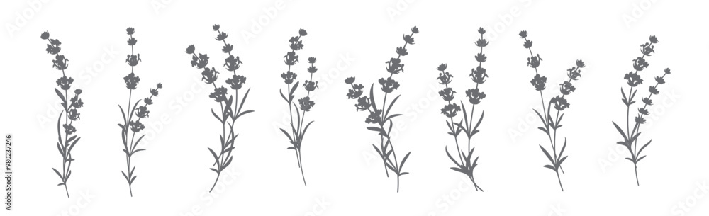 Set of lavender flowers elements. Collection of lavender flowers on a white background. Vector illustration bundle. Set of lavender flowers elements. Collection of lavender flowers on a white background. Vector illustration bundle.