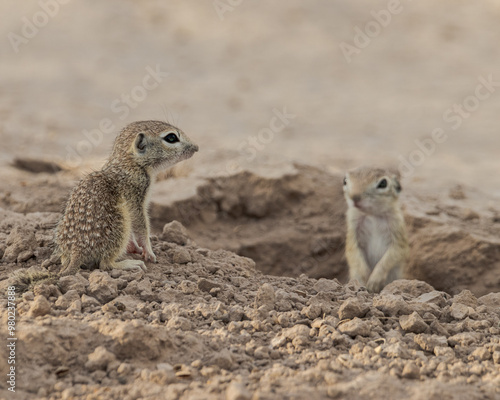 spotted ground squirrel