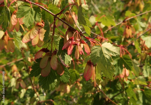 Mountain Maple (Acer glabrum var. douglasii) seeds and leaves in Beartooth Mountains, Montana photo