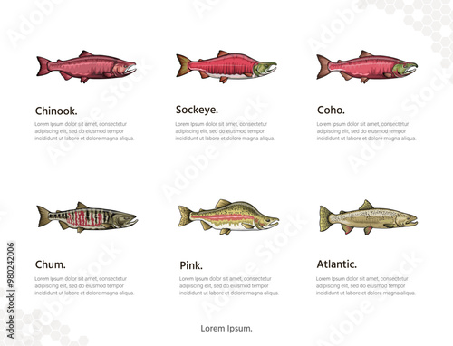 Types of Salmon vector art for wall decoration landscape