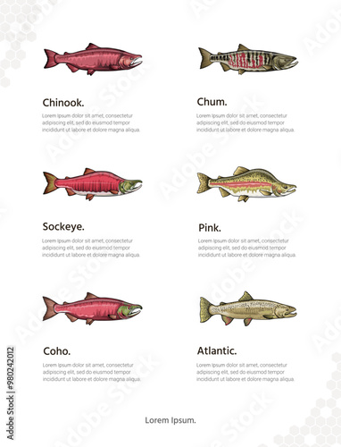 Types of Salmon vector art for wall decoration portrait