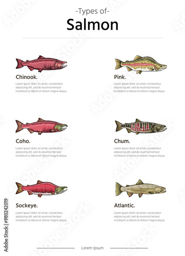 Types of Salmon