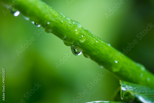 water drops on a grass