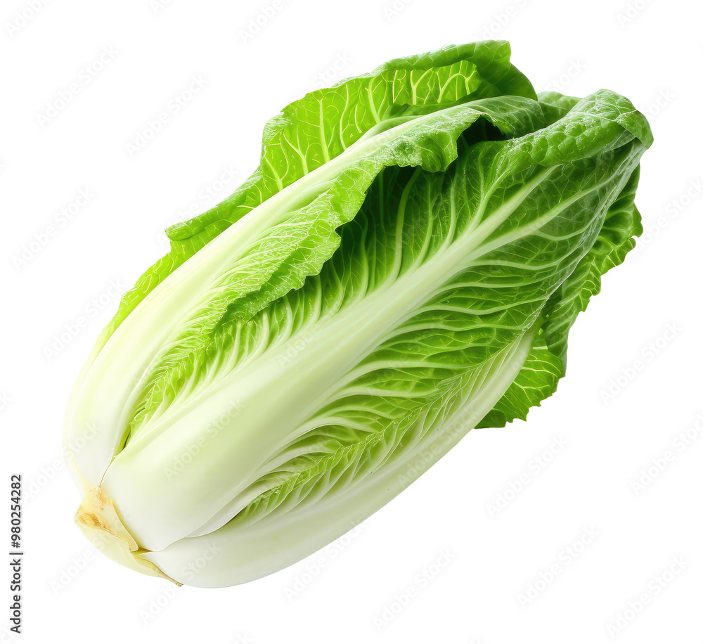 Chinese cabbage isolated on transparent background Chinese cabbage isolated on transparent background