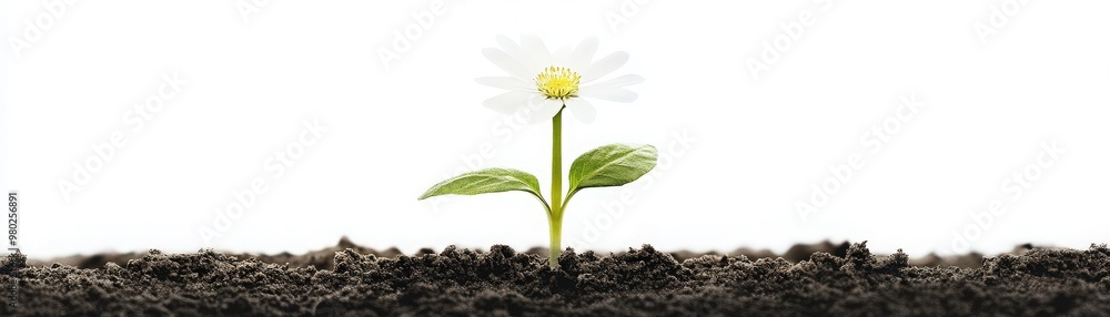 A single daisy flower emerging from rich, dark soil, symbolizing growth, resilience, and the beauty of nature. A single daisy flower emerging from rich, dark soil, symbolizing growth, resilience, and the beauty of nature.