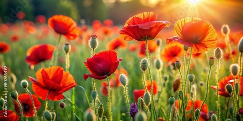 Vibrant red poppy flowers sway gently in the warm summer breeze, blanketing a lush green meadow with a stunning tapestry of natural beauty and color.