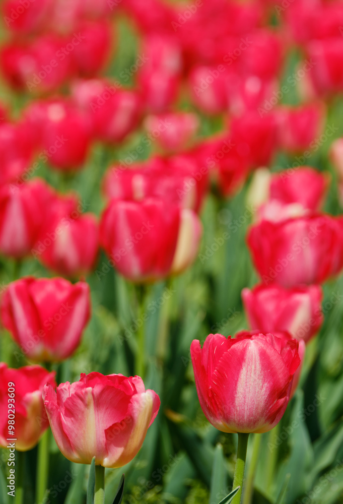 色鮮やかで綺麗なチューリップの花 色鮮やかで綺麗なチューリップの花