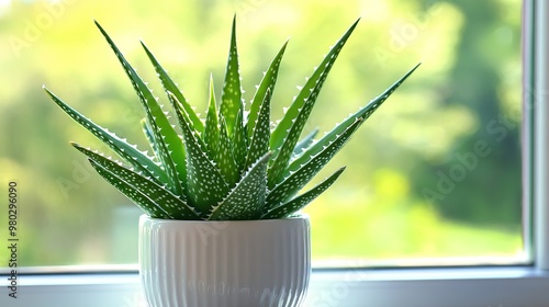 A vibrant green aloe vera plant in a white pot on a windowsill