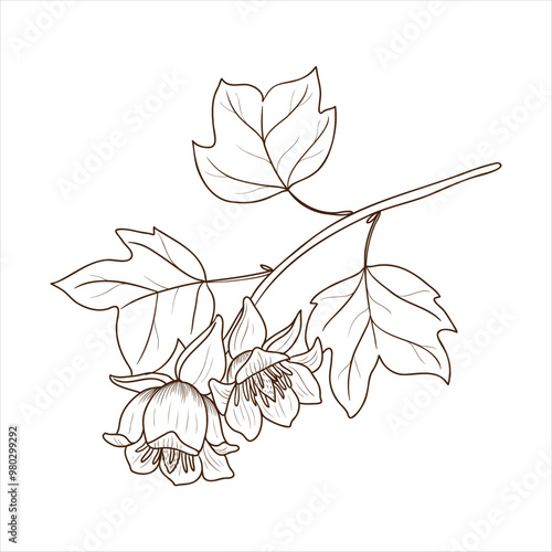 vector drawing branch of tulip tree with leaves and flowers , tulipwood, yellow-poplar, Liriodendron tulipifera isolated at white background, hand drawn vintage illustration