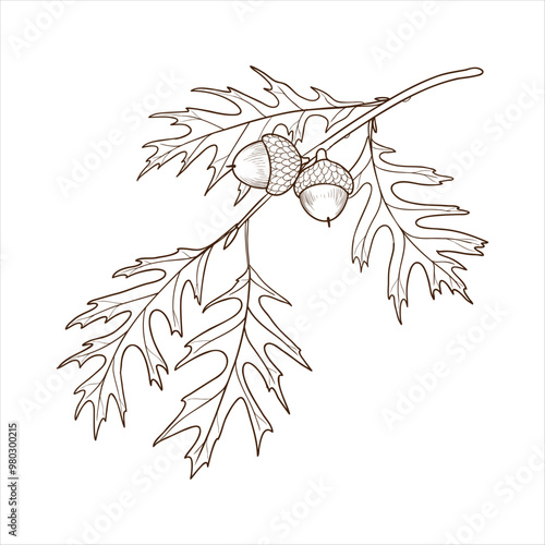 vector drawing branch of scarlet oak tree with leaves and acorns , Quercus coccinea isolated at white background, hand drawn vintage illustration