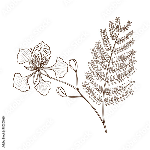 vector drawing branch of royal poinciana, flamboyant, phoenix flower, flame tree with leaves and flowers , Delonix regia isolated at white background, hand drawn vintage illustration