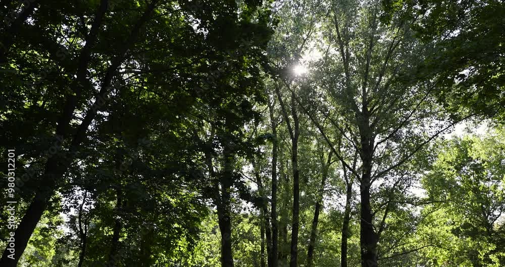 Mixed deciduous forest with green foliage in summer, the sun shines through the deciduous trees in summer Mixed deciduous forest with green foliage in summer, the sun shines through the deciduous trees in summer
