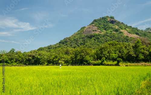 Beautiful paddy fields with mountain in the backdrop in Kundadri , Shimoga District, Karnataka photo