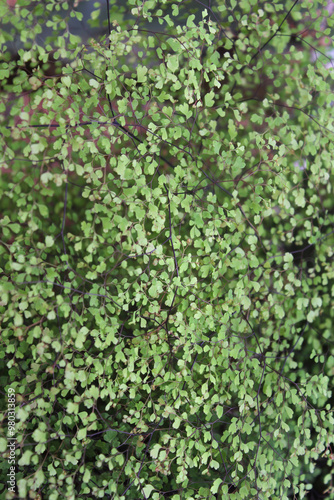 Wallpaper Mural Cluster of delicate green leaves on a Maidenhair Fern plant in a garden Torontodigital.ca