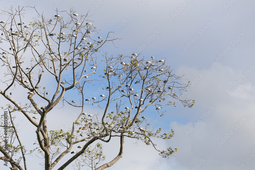 Obraz premium Many Asian Openbill were sitting on the branches of a large tree that didn't have many leaves.