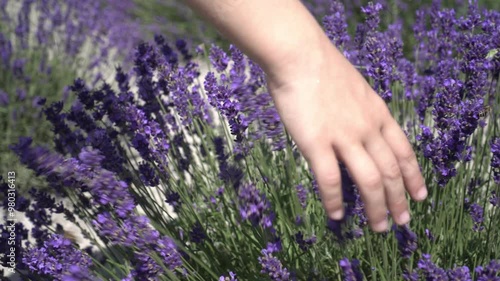 Child's hand touching blooming lavender. Child in lavender field