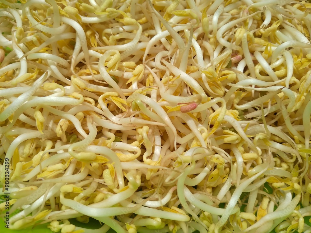 bean sprout, soybean sprout, green bean sprout, moyashi, vegetable food, common ingredient across the world, particularly common in eastern asian cuisine, green gram beans sprout, top view market tray bean sprout, soybean sprout, green bean sprout, moyashi, vegetable food, common ingredient across the world, particularly common in eastern asian cuisine, green gram beans sprout, top view market tray