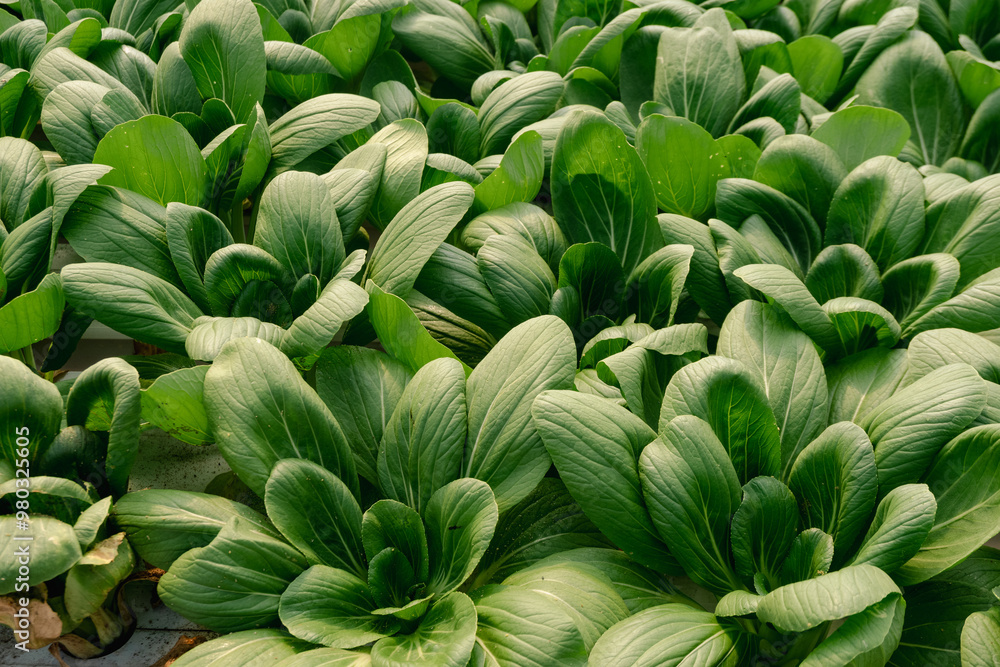 Close up bok choy (pakcoy) in hydroponic farm, with Selective Focus. Close up bok choy (pakcoy) in hydroponic farm, with Selective Focus.