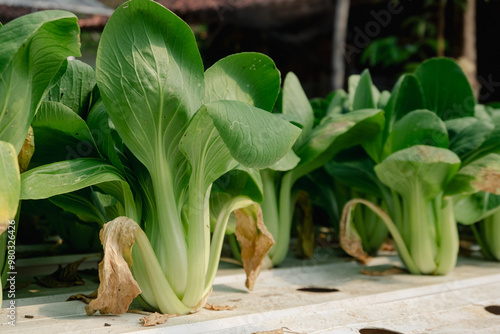 Close up bok choy (pakcoy) in hydroponic farm, with Selective Focus. photo